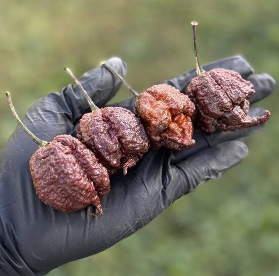 Čili paprikų daigas CHOCOLATE REAPER (ypač aitrios)